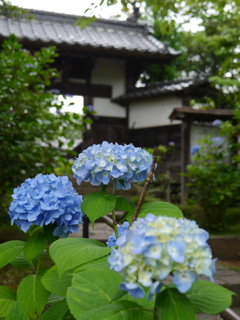 資福寺の紫陽花2021