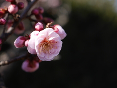 農業園芸センターの紅梅2026Ⅲ