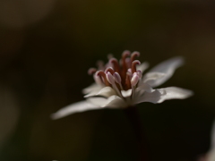 野草園のセリバオウレンⅡ