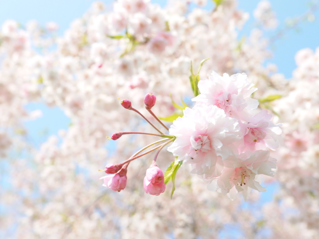 公園の枝垂桜