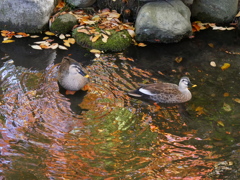 もみじ公園のカルガモ