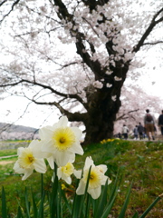 一目千本桜2025