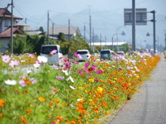 東根のコスモス