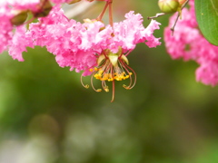 河原の百日紅
