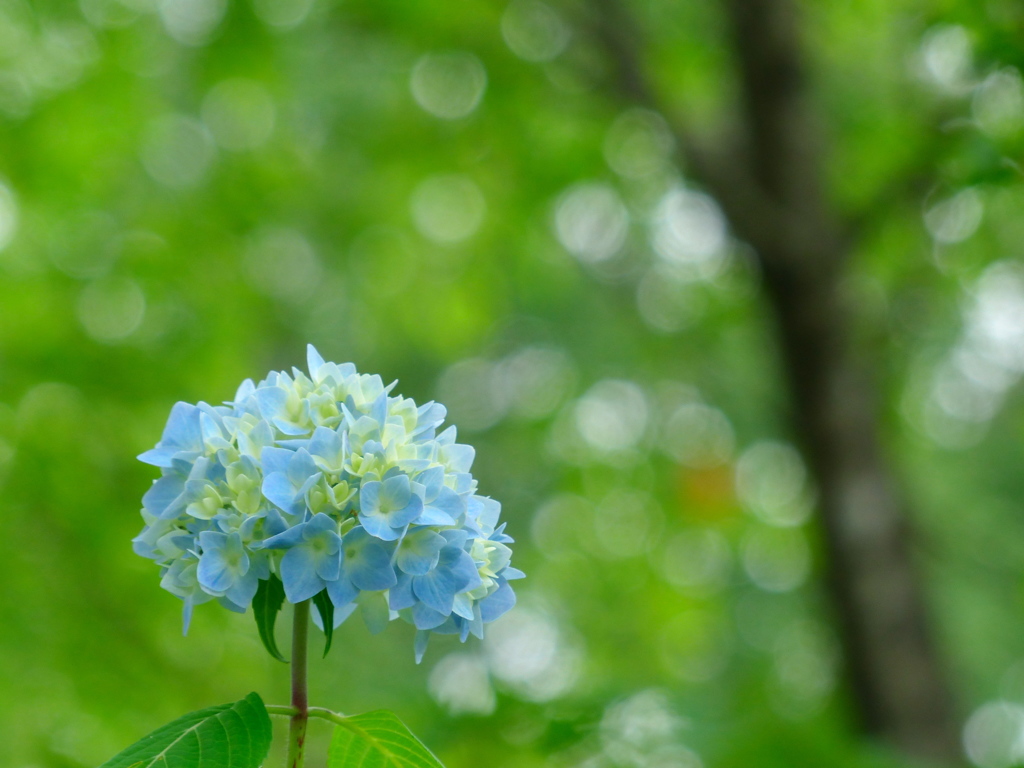 木陰の紫陽花Ⅳ