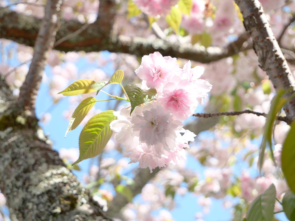 鹽竈神社の鹽竈桜2024Ⅲ