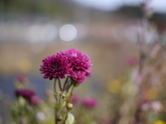 初冬の草花Ⅵ