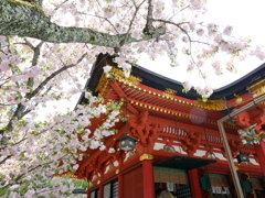 鹽竈神社の鹽竈桜2025Ⅲ