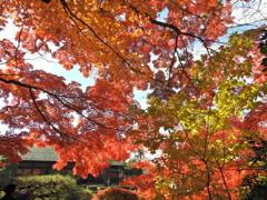 もみじ公園のモミジ2025Ⅲ