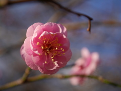 河原の紅梅2017Ⅱ