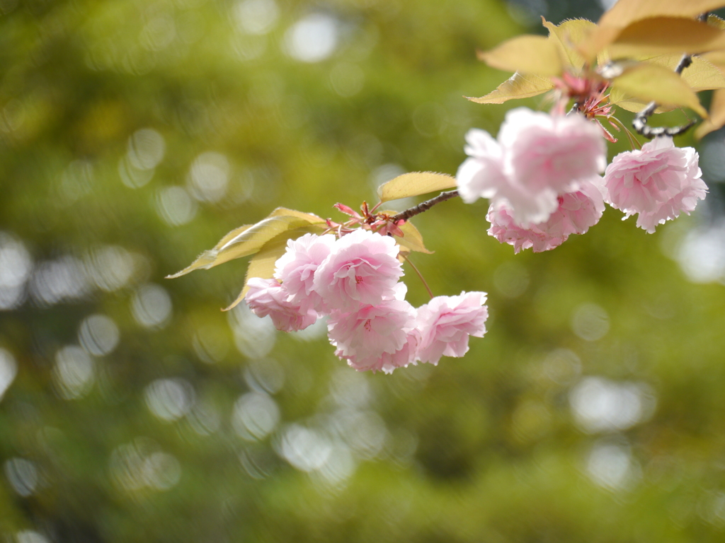 公園の八重桜Ⅱ