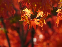 定義山のモミジ