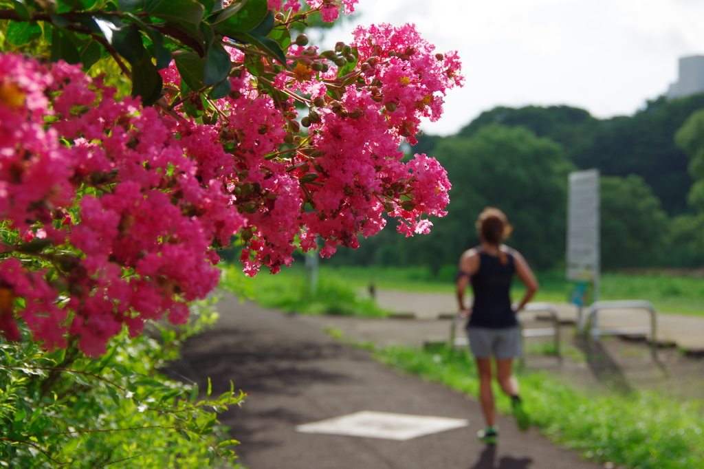 河原の百日紅