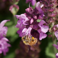 農業園芸センターのミツバチ