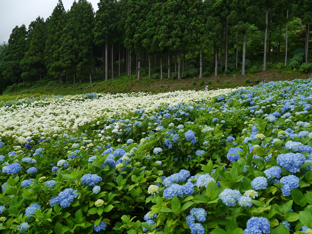 みちのくあじさい園の紫陽花Ⅺ