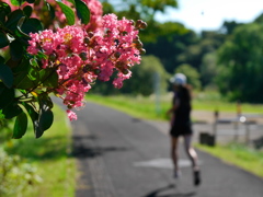 河原の百日紅