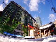 木立ちの参道Ⅱ