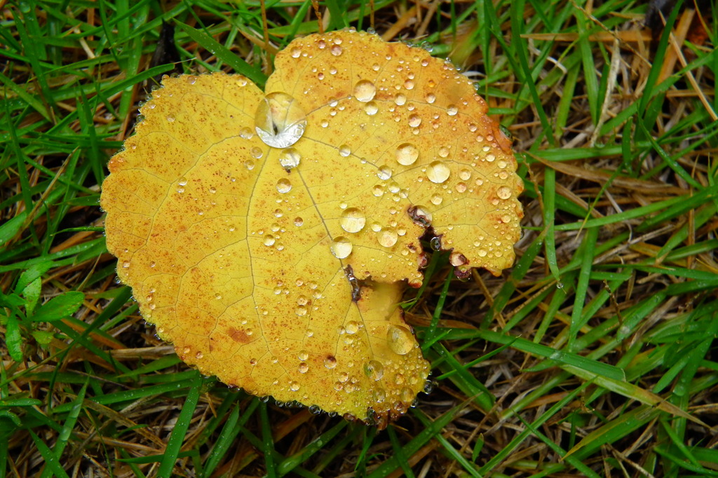 ひと雨ごとに…