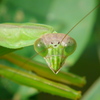 カマキリ