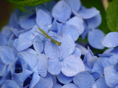資福寺の紫陽花2020Ⅹ