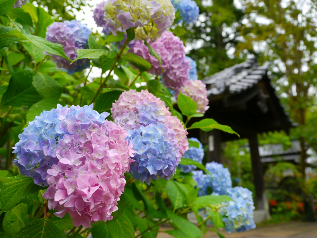 資福寺の紫陽花2019Ⅵ