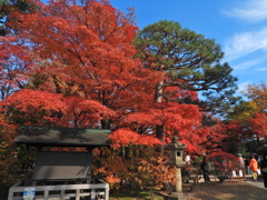 もみじ公園のモミジ2025Ⅷ