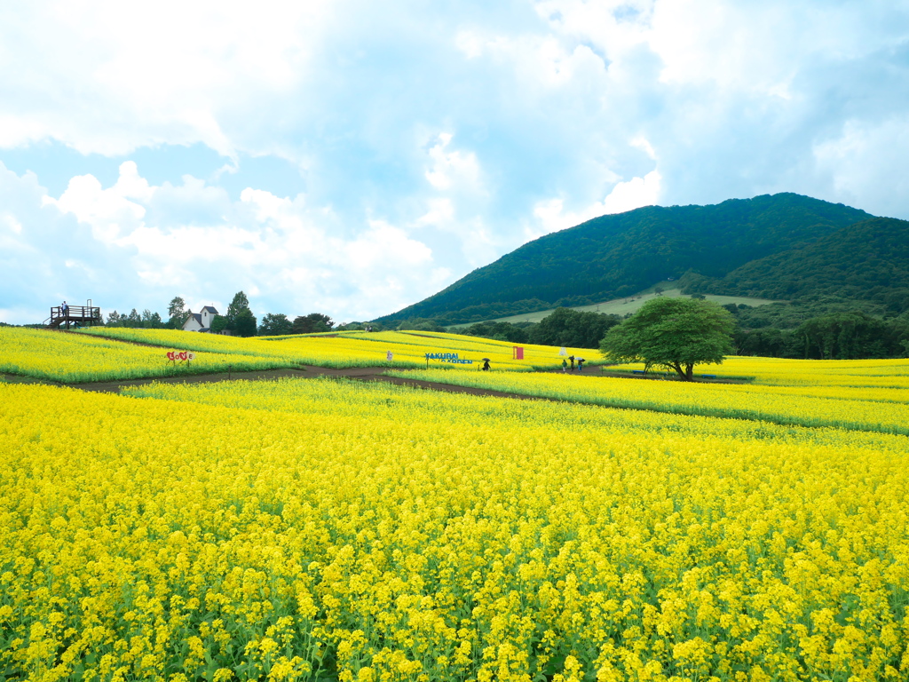 やくらいガーデンの菜の花畑2024