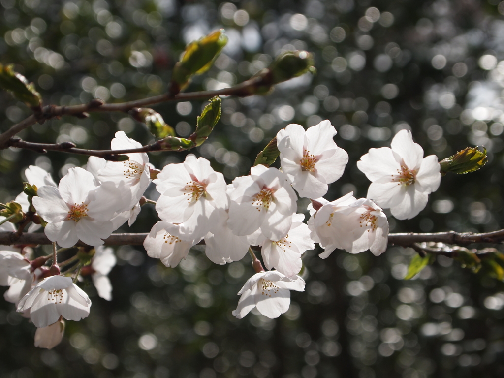 公園の桜