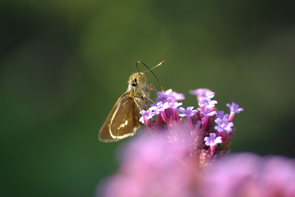 ガーデンのセセリⅣ