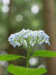 みちのくあじさい園の紫陽花2024Ⅴ