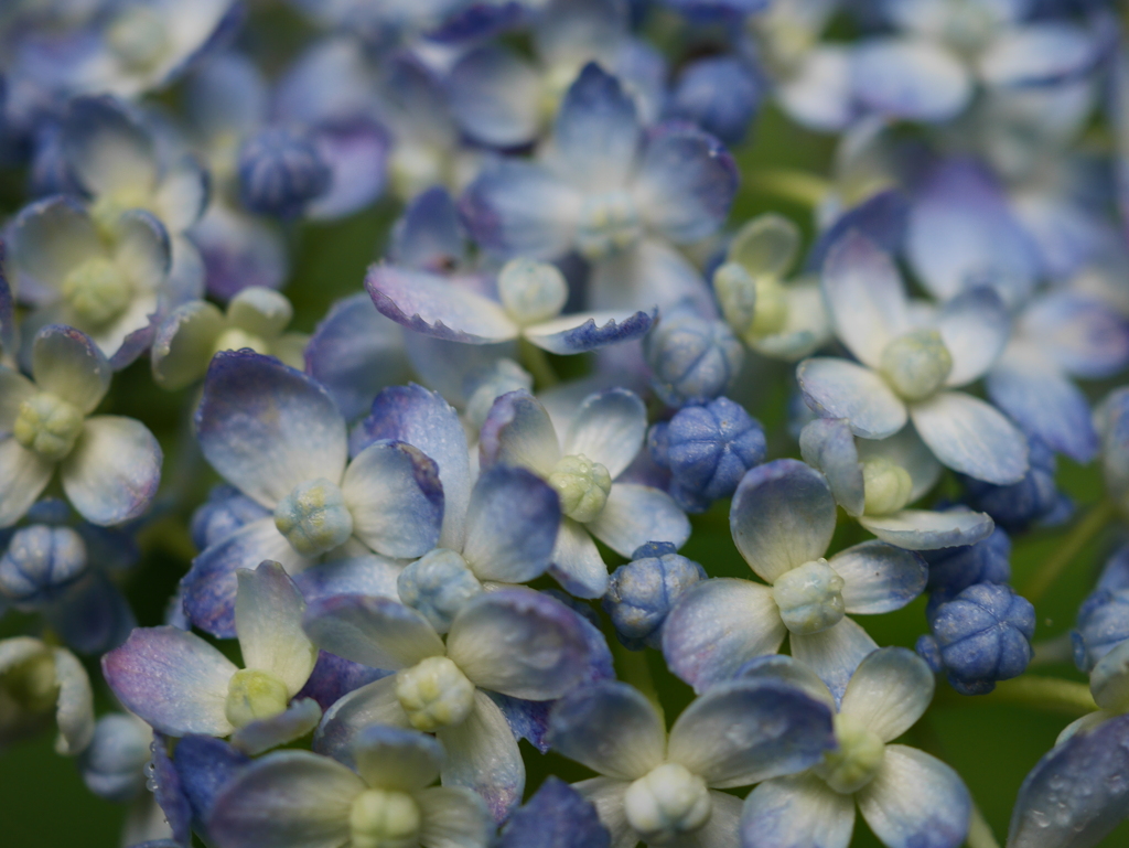 みちのくあじさい園の紫陽花2020Ⅹ