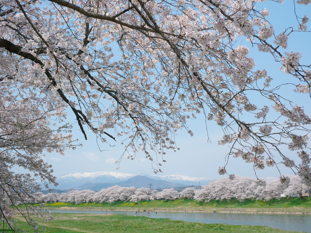 一目千本桜2024Ⅶ