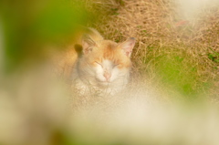 眠り猫