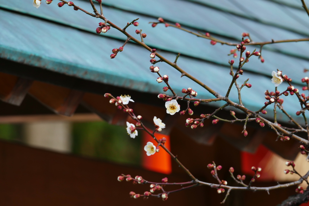 榴岡天満宮の梅Ⅳ