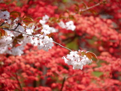 鹽竈神社の桜Ⅱ