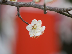 榴岡天満宮の梅2026Ⅱ