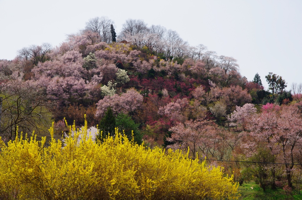 花見山公園