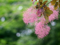 野草園のスモークツリー