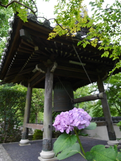 資福寺の紫陽花2021Ⅳ