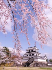 白石城の桜2021Ⅴ