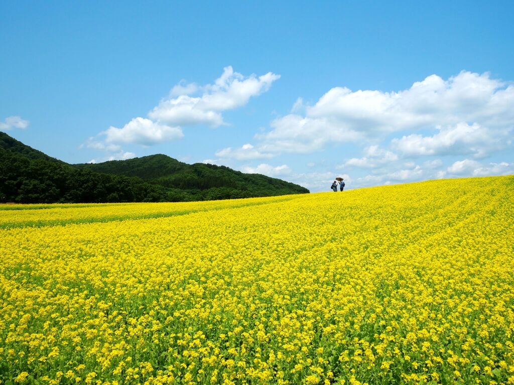 やくらいガーデンの菜の花畑2023Ⅱ