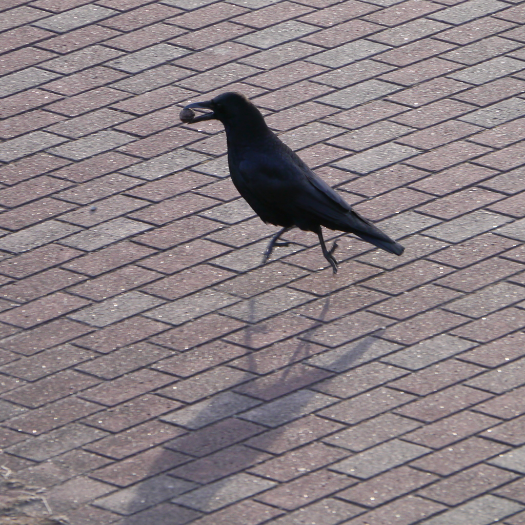 河原のカラス