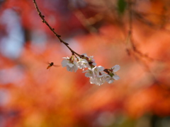 鹽竈神社の四季桜2022