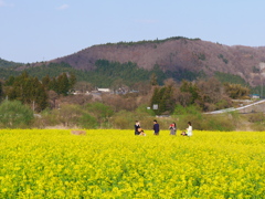 河川敷の菜の花畑2024Ⅳ