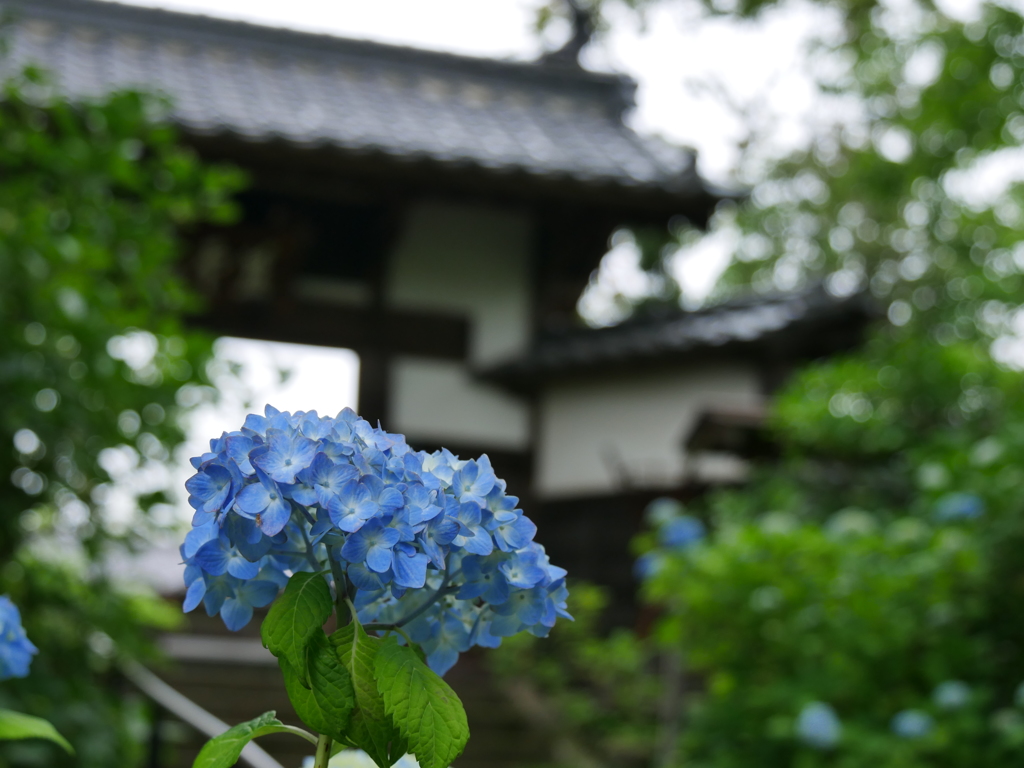 資福寺の紫陽花2016Ⅱ