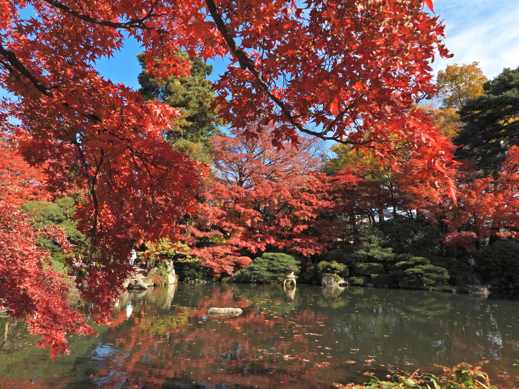 もみじ公園のモミジ2025Ⅴ