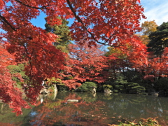 もみじ公園のモミジ2025Ⅴ