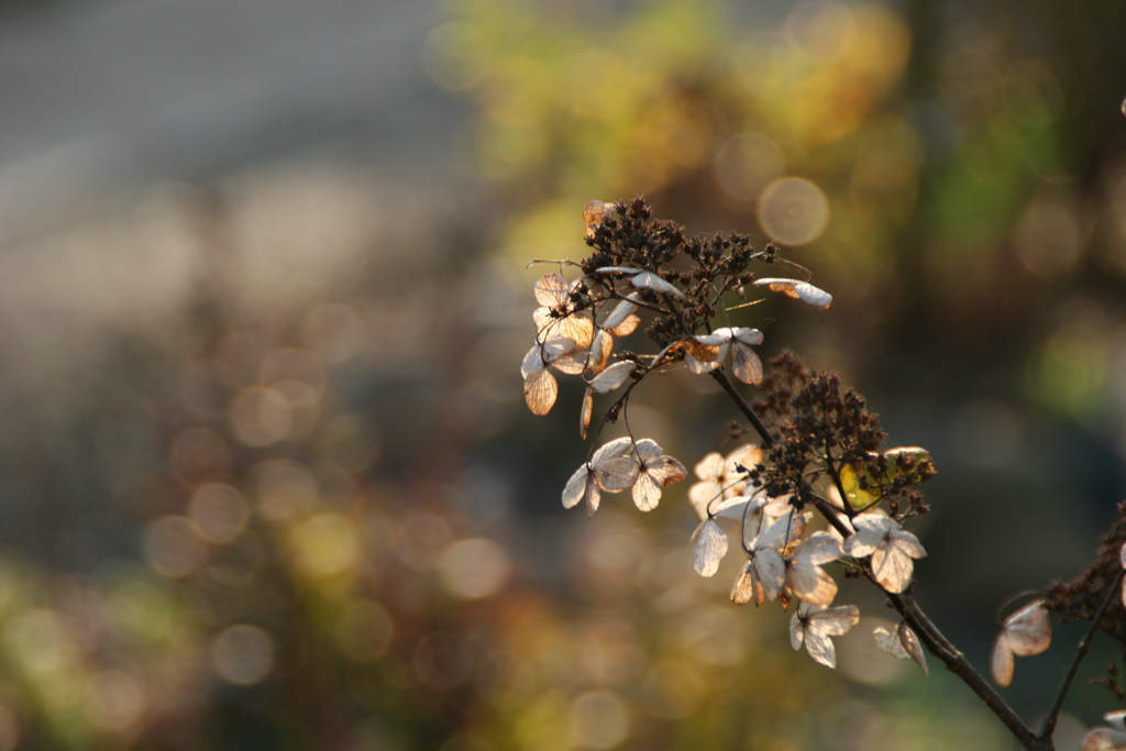 秋の残り花Ⅲ