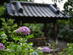 資福寺の紫陽花2023Ⅵ