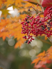 薬師堂の赤い実